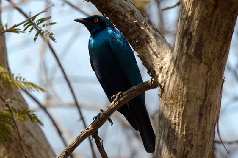 Greated Blue-Eared Glossy-Sterling - parque nacional de Chobe - Botswana 2.jpg